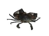 Live Mud Crab Kenya female (800 grams to 1100 grams )